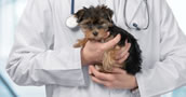 Curso de Intensificación de Enfermería Veterinaria 